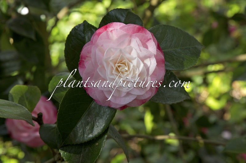Camellia japonica ‘Desire’