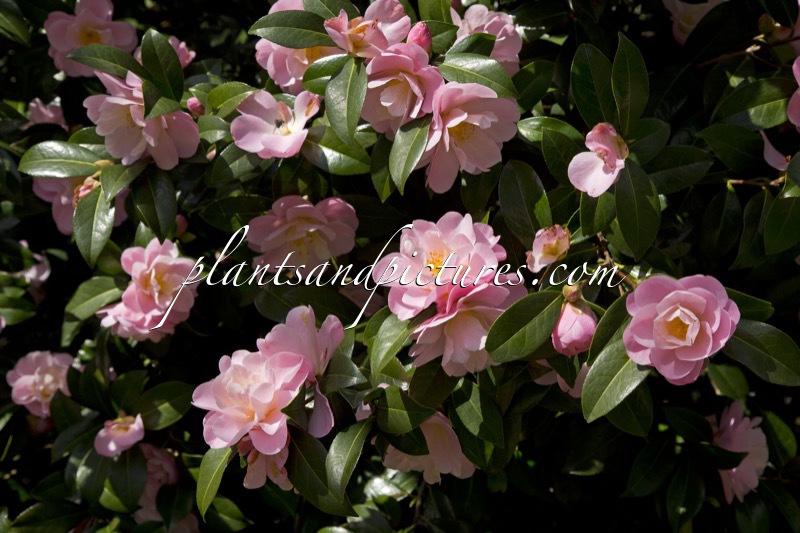 Camellia ‘Barbara Clark’