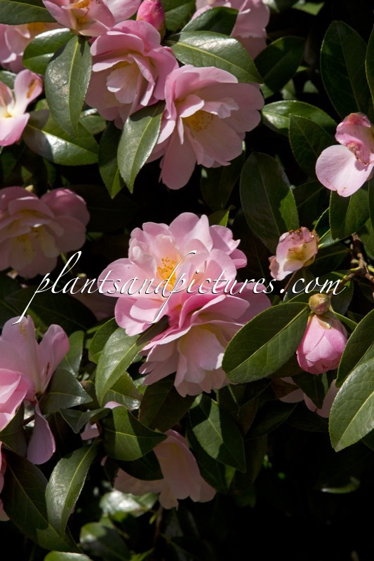Camellia ‘Barbara Clark’