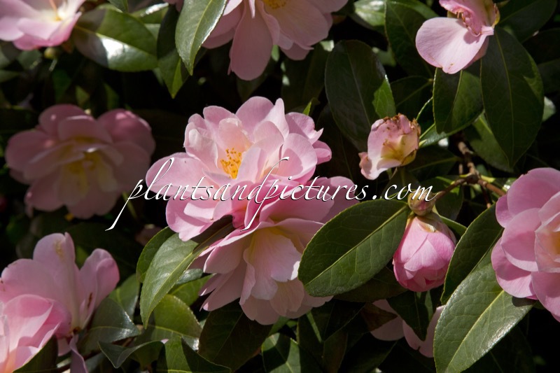 Camellia ‘Barbara Clark’