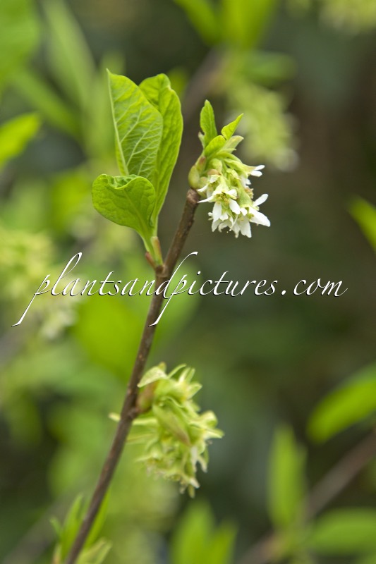 Oemleria cerasiformis