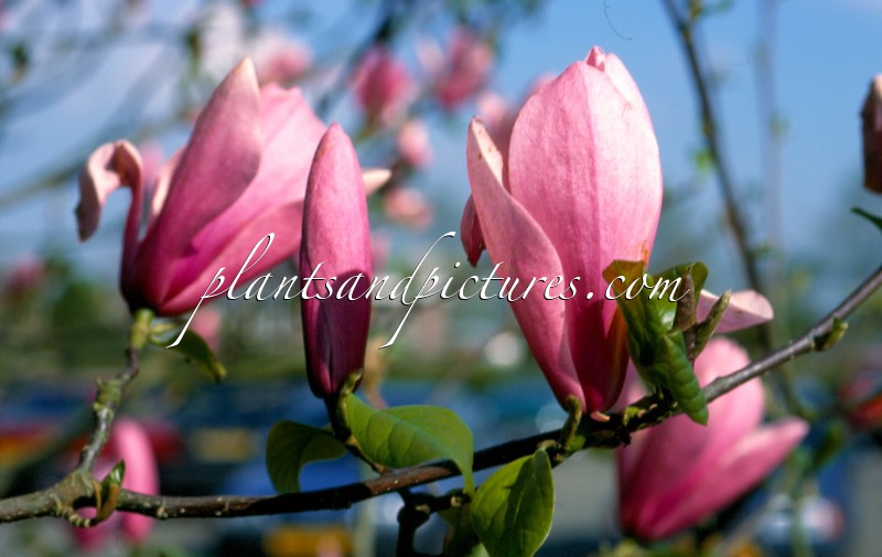Magnolia ‘Heaven Scent’