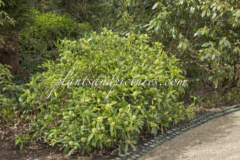 Skimmia confusa ‘Kew Green’
