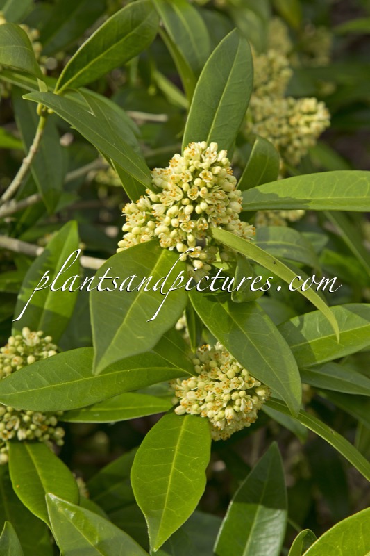 Skimmia confusa ‘Kew Green’
