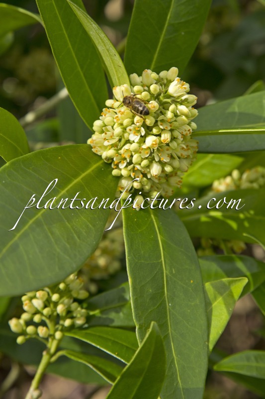 Skimmia confusa ‘Kew Green’
