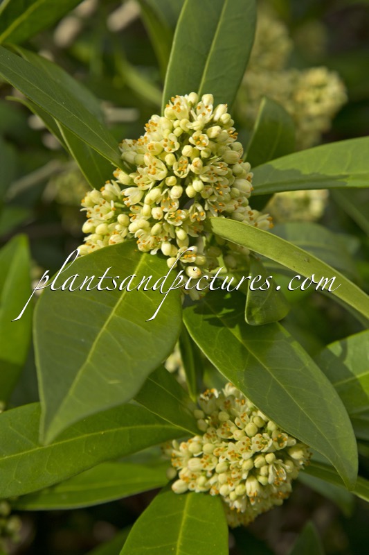 Skimmia confusa ‘Kew Green’