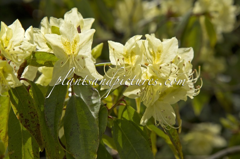 Rhododendron lutescens