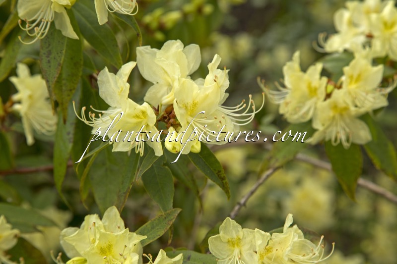 Rhododendron lutescens