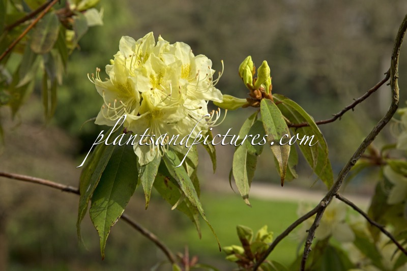 Rhododendron lutescens