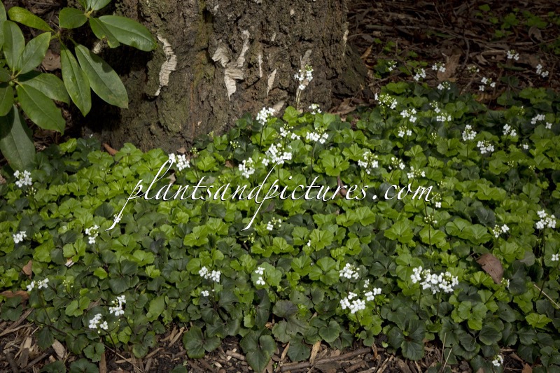 Cardamine trifolia