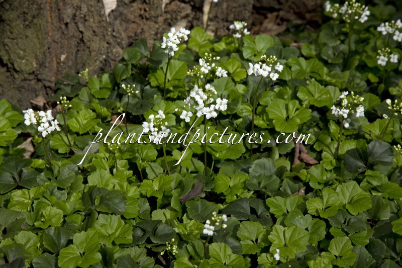Cardamine trifolia