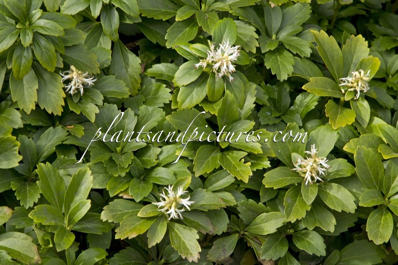 Pachysandra terminalis