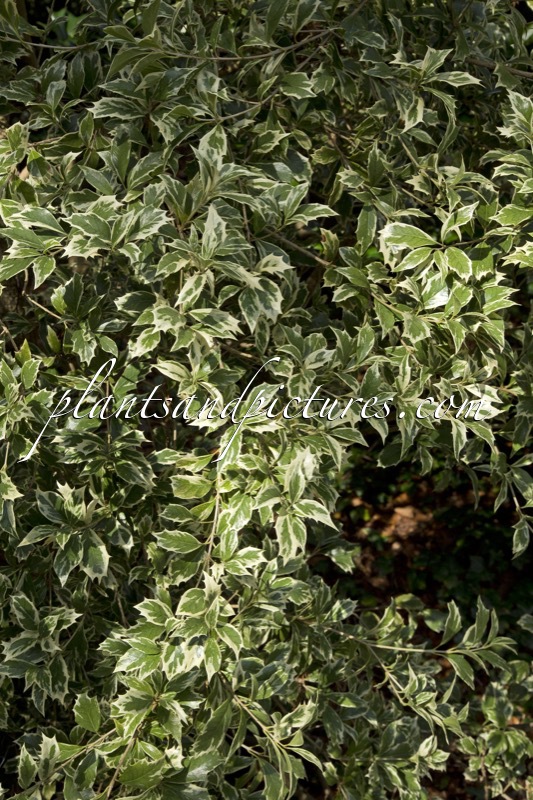 Osmanthus heterophyllus ‘Variegatus’