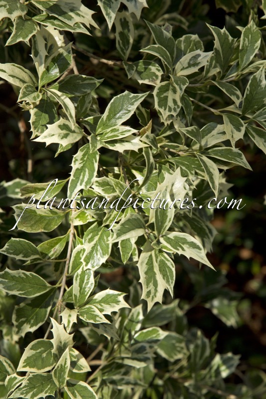 Osmanthus heterophyllus ‘Variegatus’