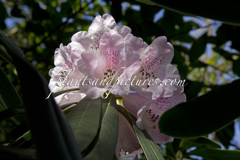 Rhododendron sutchuenense