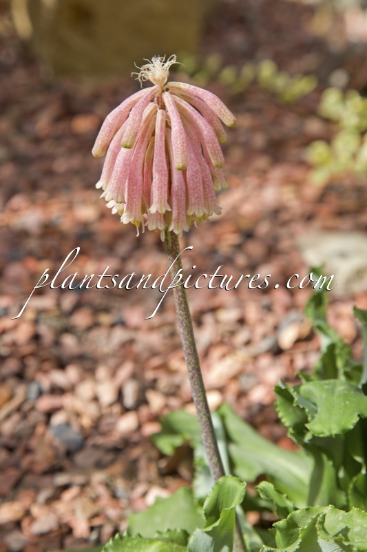 Veltheimia capensis