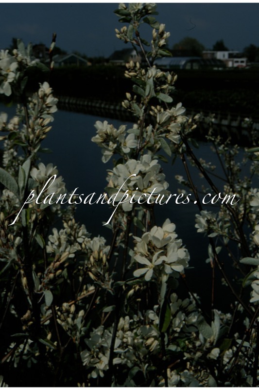Amelanchier ovalis ‘Edelweiss’