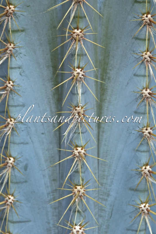 Pilosocereus piauhyensis