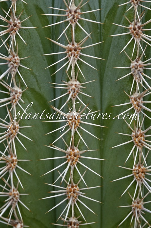 Pygmaeocereus bylesianus