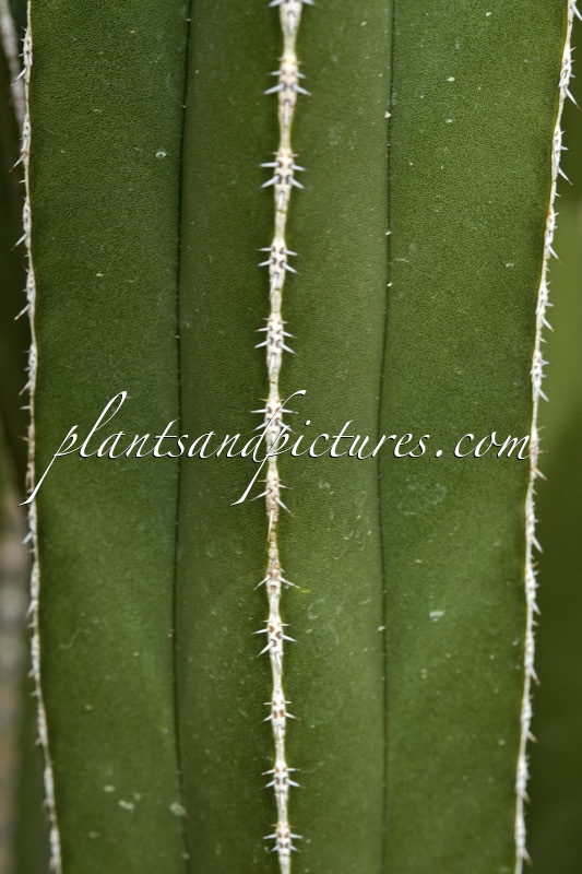 Pachycereus marginatus