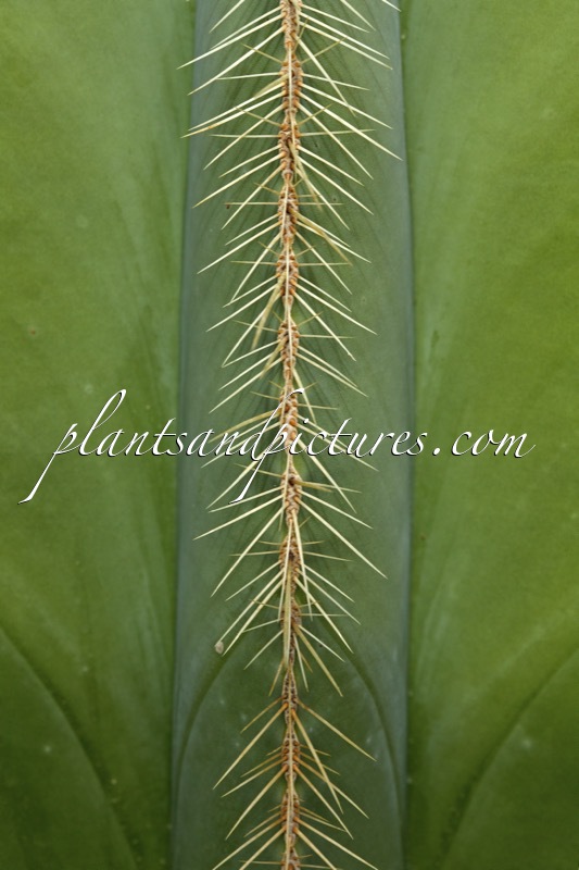 Stenocereus dumortieri