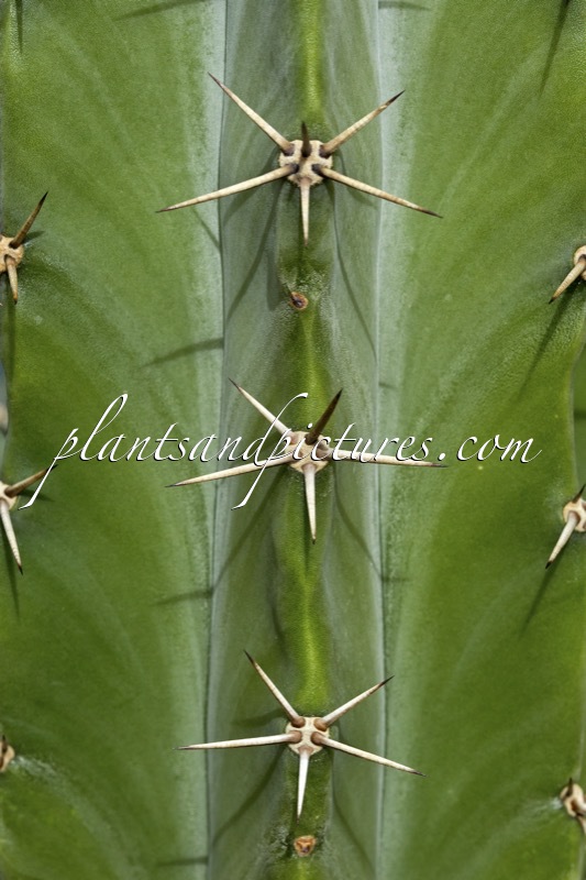 Stenocereus pruinosus