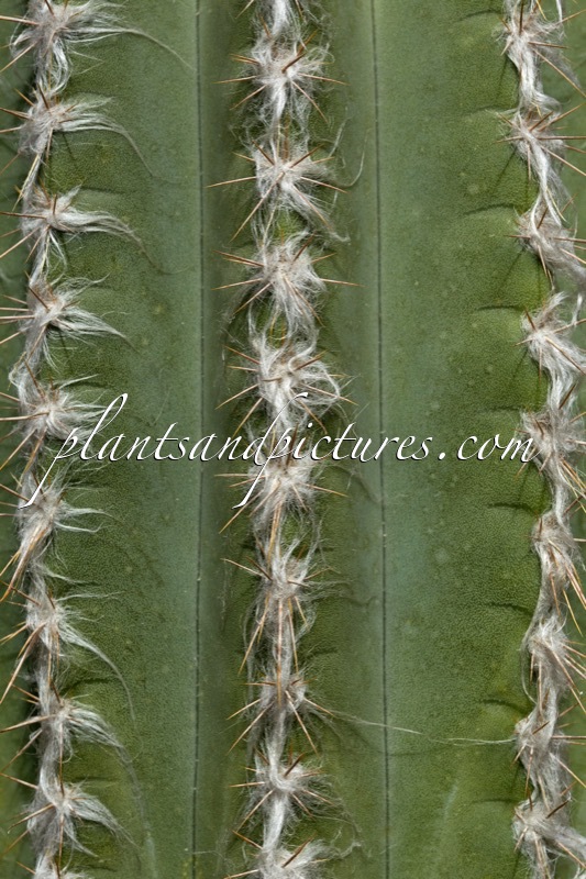 Pilosocereus leucocephalus