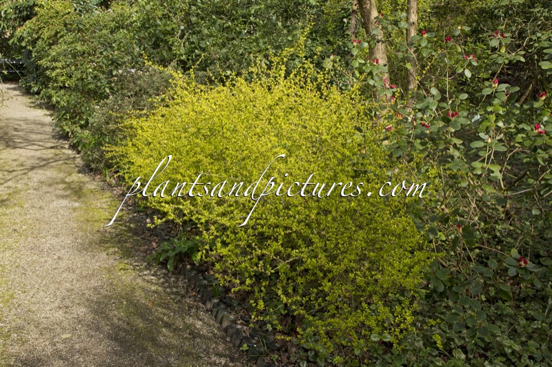Berberis thunbergii ‘Aurea’