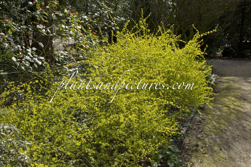 Berberis thunbergii ‘Aurea’