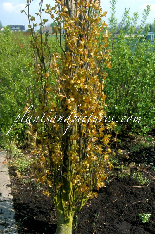Populus tremula ‘Erecta’