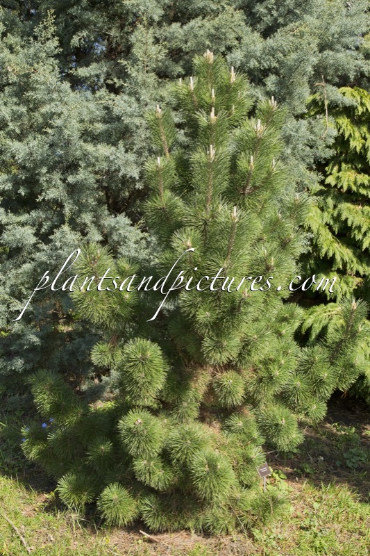 Pinus thunbergii ‘Thunderhead’