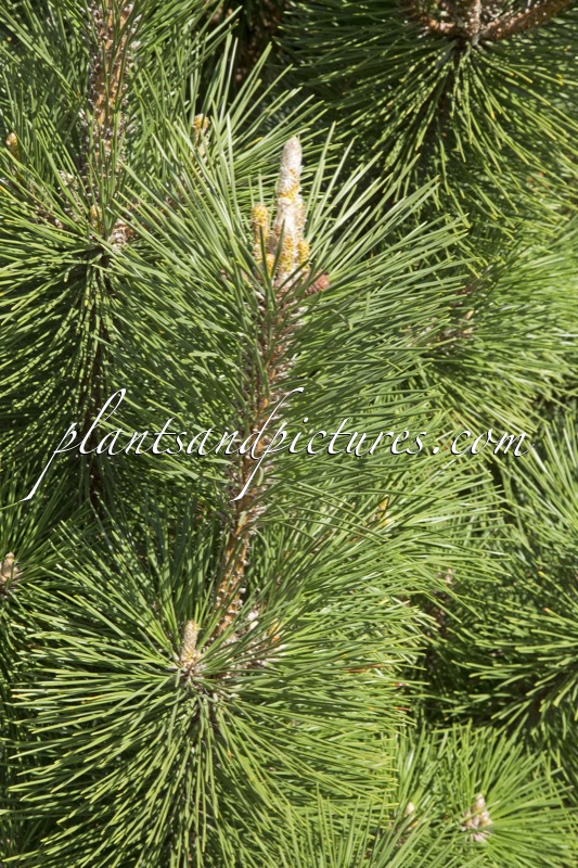 Pinus thunbergii ‘Thunderhead’