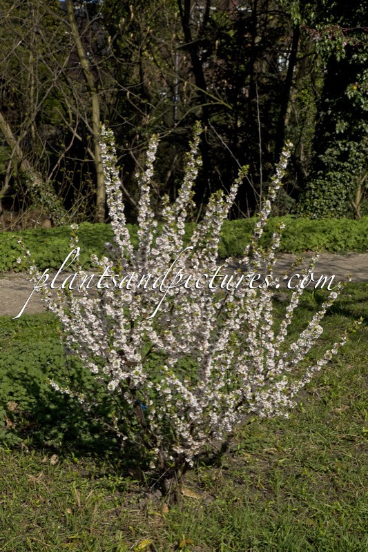 Prunus tomentosa