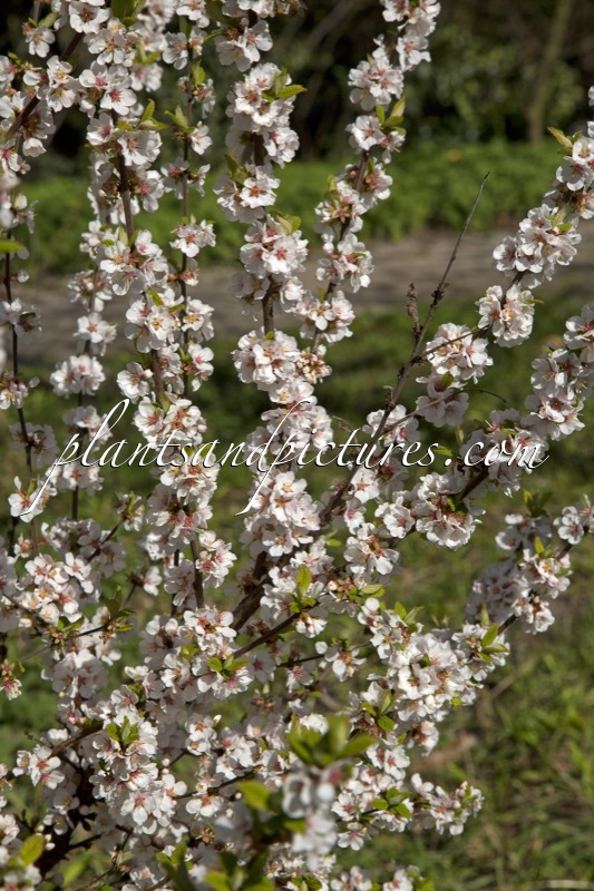 Prunus tomentosa