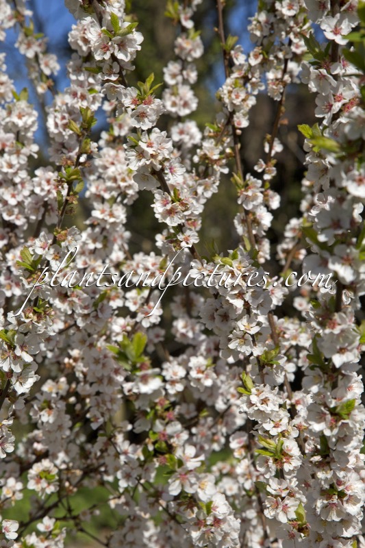 Prunus tomentosa
