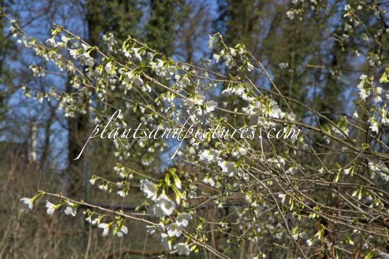 Prunus incisa ‘Midori-zakura’