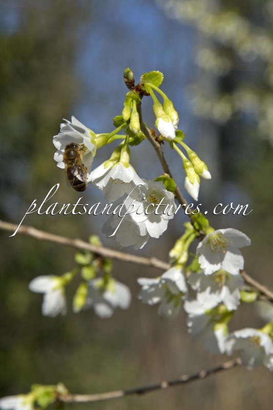 Prunus incisa ‘Midori-zakura’