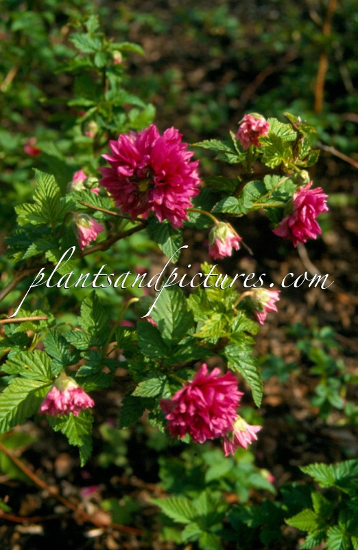 Rubus spectabilis ‘Olympic Double’