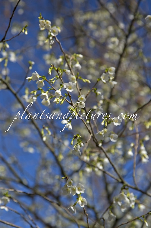 Prunus incisa ‘Midori-zakura’