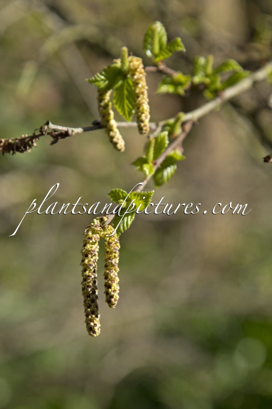 Betula ovalifolia