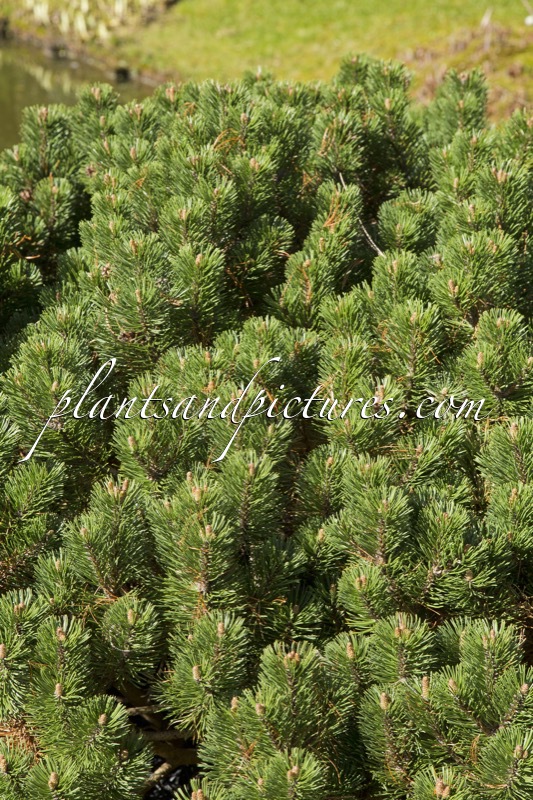 Pinus mugo ‘Sherwood Compact’