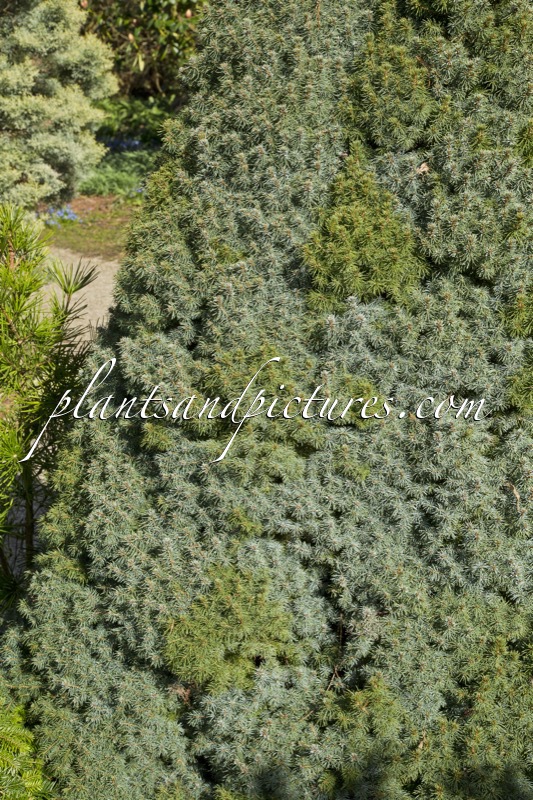 Picea glauca ‘Arneson’s Blue Variegated’