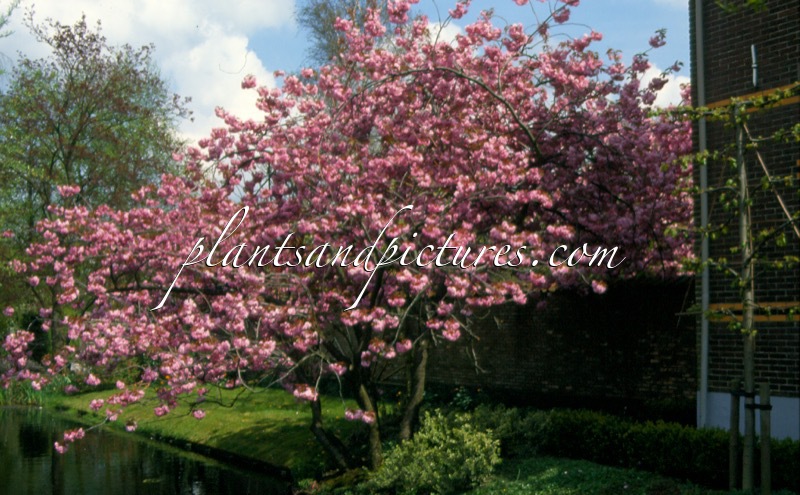 Prunus serrulata ‘Kanzan’