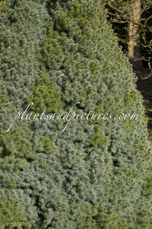 Picea glauca ‘Arneson’s Blue Variegated’