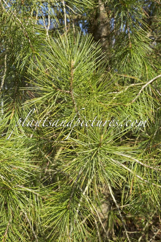 Pinus gerardiana