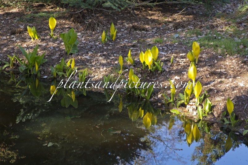Lysichiton americanus