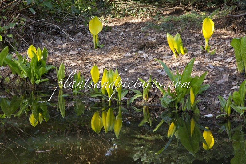 Lysichiton americanus