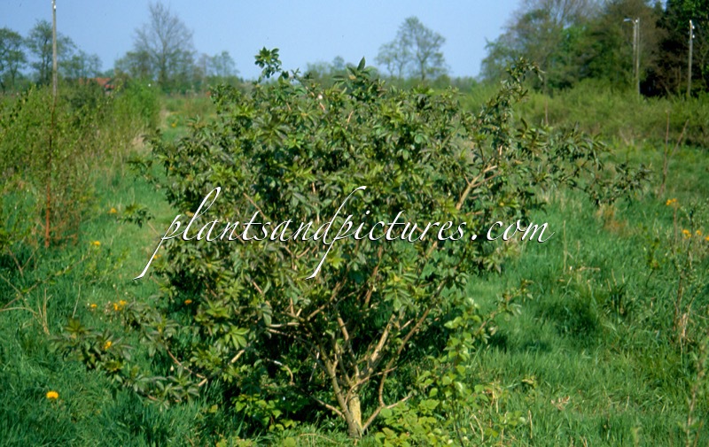 Sambucus nigra ‘Knilles’