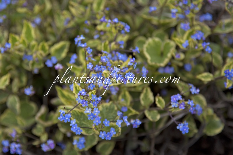 Brunnera macrophylla ‘Hadspen Cream’