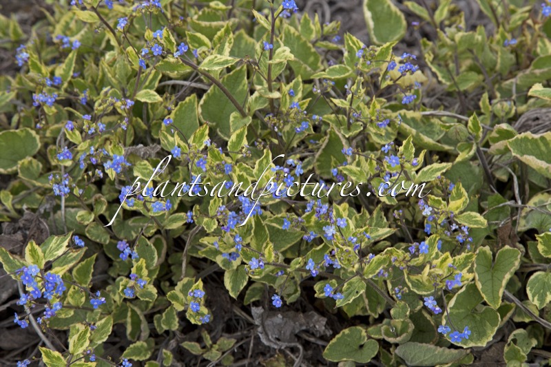 Brunnera macrophylla ‘Hadspen Cream’